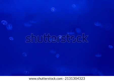 very small Newborn jellyfish in the water