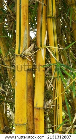Yellow bamboo tree (Bambusa vulgaris) which grows in tropical climates.                              