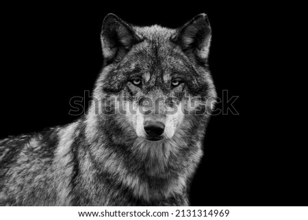 Portrait of a grey wolf with a black background