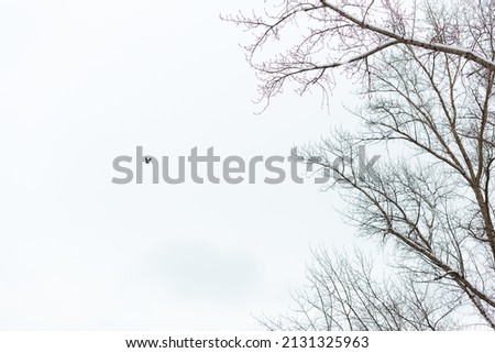 A silhouette of a bird flying in the air against white clear sky isolated. Branches of leafless trees are on the right side of the frame. Black and white minimalism
