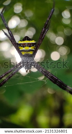 Detailed Picture Of A Spider On It's Web