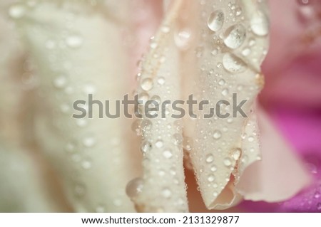 Beautiful flower with cheerful colors and dew drops after the rain, Spring flower in the garden with raindrops on the leaves, Closeup Photography presenting the Beauty of nature,