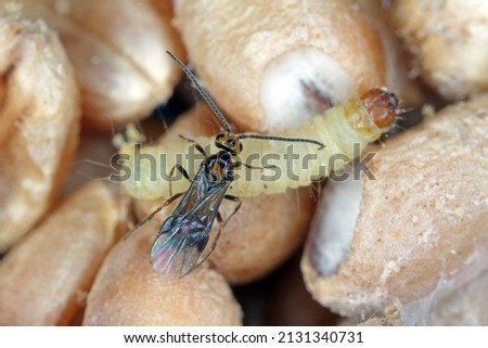 Habrobracon hebetor is a minute wasp of the family Braconidae that is an ectoparasitoid of Indianmeal moth (Plodia interpunctella), Mediterranean flour moth, Almond moth and Dried fruit moth.
