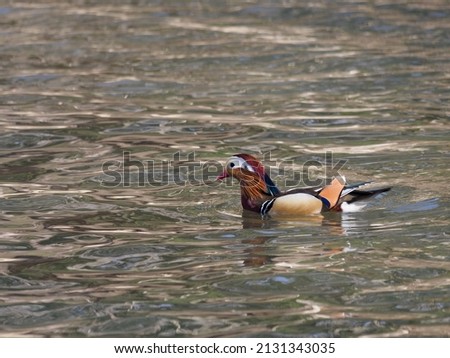 Male mandarin duck swimming in the winter pond