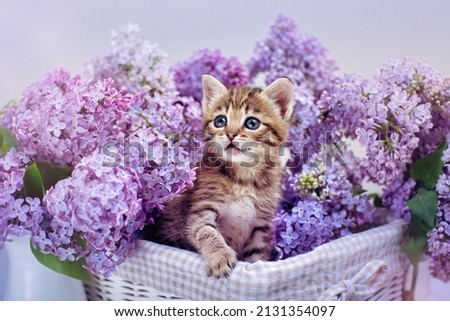 stripped kitten is sitting in a basket full of spring lilacs and look at camera Royalty-Free Stock Photo #2131354097