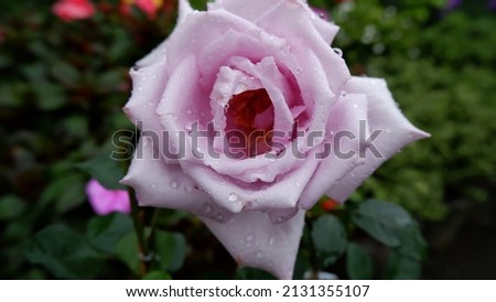 Beautiful purple roses with raindrops on the petals