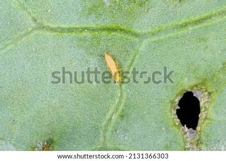 Adult of tiny thrip on the leaf. Royalty-Free Stock Photo #2131366303
