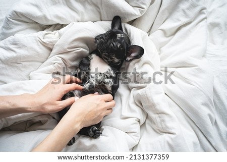 women's hands gently scratching the tummy of a black and white French Bulldog puppy. love of owners and dogs. a purebred pet in the house. veterinary medicine and sale of feed and goods for animals. Royalty-Free Stock Photo #2131377359