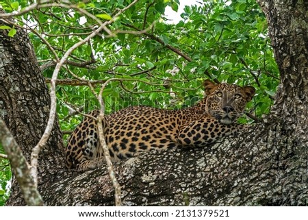 Leopard animal laying on the tree in jungle, Yala National Park, Sri Lanka 