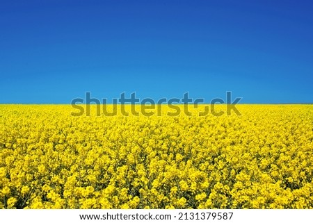 Field of colza rapeseed yellow flowers and blue sky, Ukrainian flag colors, Ukraine agriculture illustration Royalty-Free Stock Photo #2131379587