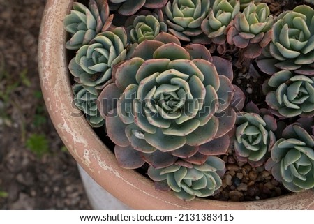 Botany. Top view of succulent plant Echeveria imbricata, also known as Blue Rose Echeveria, with many offsets and rosettes of green, blue and red leaves. Royalty-Free Stock Photo #2131383415