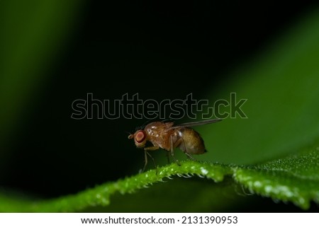 A fly on the leaf in farm