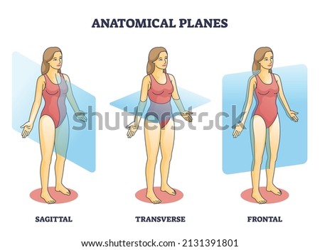 ANATOMICAL-PLANES Stock Vector Images - Avopix.com