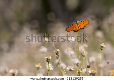 Butterfly and flower in garden