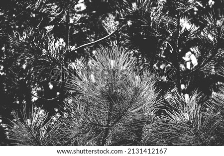 Distressed overlay closeup texture of pine cone, needles. grunge black and white background. abstract halftone vector illustration