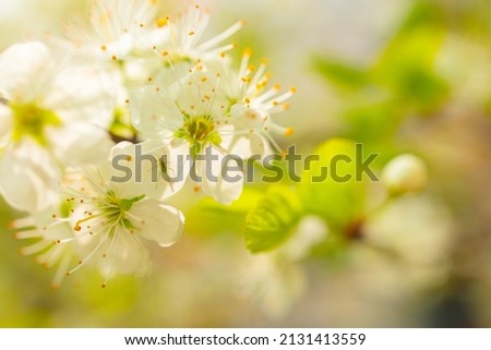 selective focus branches of blooming Apple tree, large tender white buds as a symbol of spring, beauty in nature, natural background of flowers, spring banner