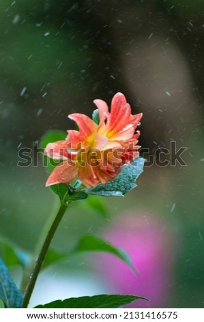 raindrops on dahlia flowers in the garden of the house