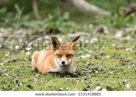 Red Fox Lying on the Grass in A Green Nature Background 