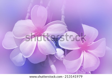 Closed-up of Plumeria spp. (frangipani flowers, Frangipani, Pagoda tree or Temple tree) with Soft Focus Color Filtered as Background.