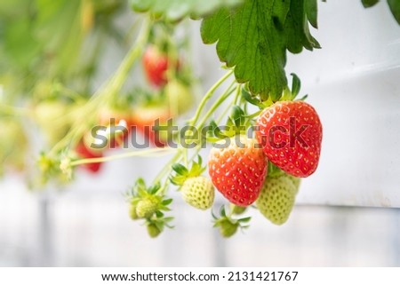 Strawberries, which are seasonal fruits in winter, hang abundantly. Strawberry farm's strawberry image. High-resolution editing photo source.