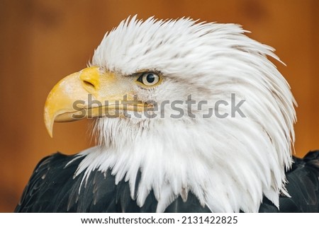 The Bald Eagle (Haliaeetus leucocephalus) portrait. The symbol of the United States of America, Bald Eagle on a close up detail photograph.
