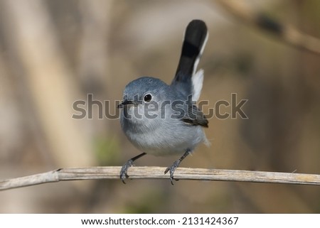 Blue-gray gnatcatcher perched on a twig