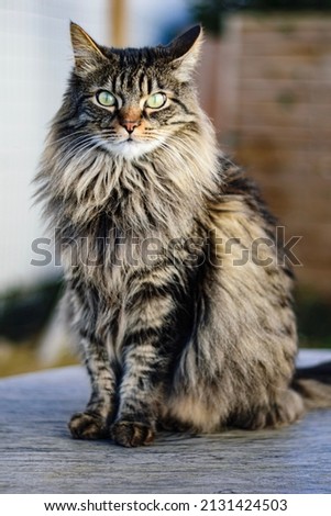 Tricolor main coon cat with light eyes