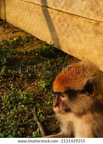 pensive gaze of a worried monkey
