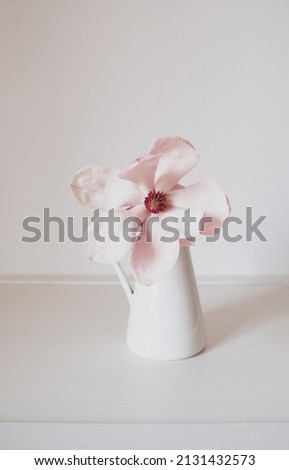 Beautiful fresh pastel pink magnolia flower in full bloom in vase against white background. Spring still life. Copy space.