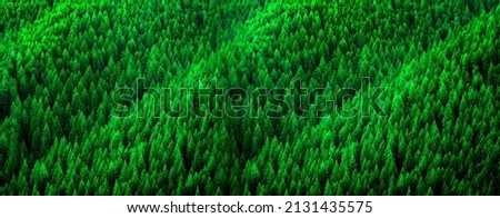 Forest of pine trees in wilderness mountains rugged lush green forrest