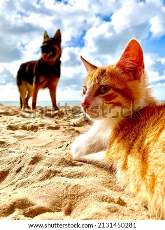 The brown cat and the black dog are having a beautiful moment in the beach