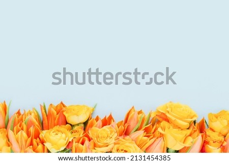 Border of bright orange tulips and roses on a light blue background. Mothers Day, Valentines Day, birthday celebration concept. Top view, copy space