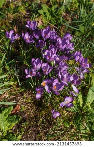 Purple Crocus Flowers in Spring.
