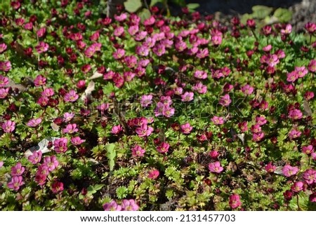 Flowering small and pink flower Saxifraga 'Peter Pan'