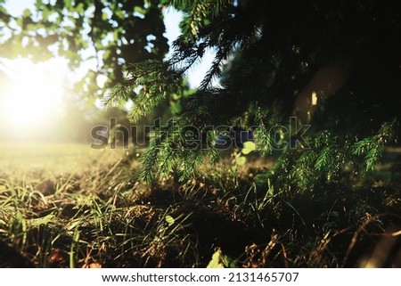 Spring nature background. Greenery trees and grasses on a sunny spring morning. Forest landscape.