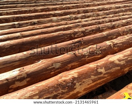 Logs of coniferous trees. Logging industry. Preparation of logs for building a house. High quality photo