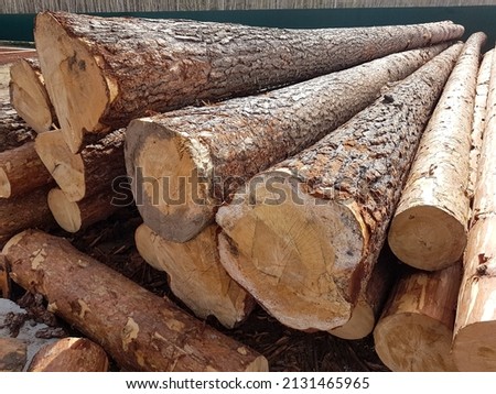 Logs of coniferous trees. Logging industry. Preparation of logs for building a house. High quality photo