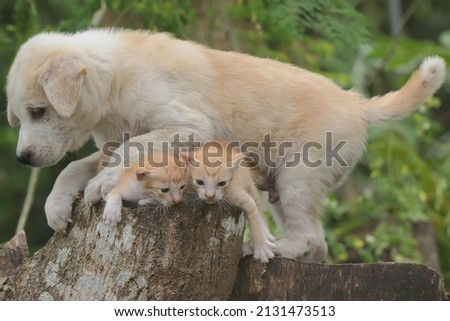 A puppy is playing with two kittens on a dry tree trunk. 