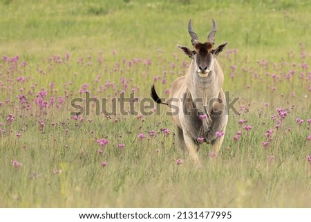 An Eland antelope walking peacefully through a grassland  Royalty-Free Stock Photo #2131477995