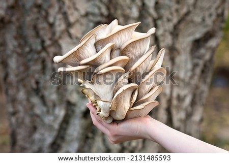 Oyster mushrooms has been hold by hand on a garden background. Perfect bunch of oyster mushroom. Source of beta glucan. Royalty-Free Stock Photo #2131485593