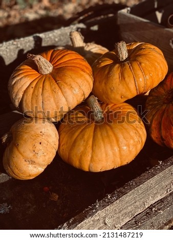 Beautiful autumm picture of pumpkins