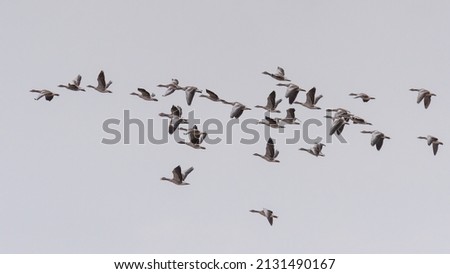 Greylag goose flock in flight, in an overcast day