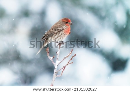 A closeup shot of a house finch during snow Royalty-Free Stock Photo #2131502027