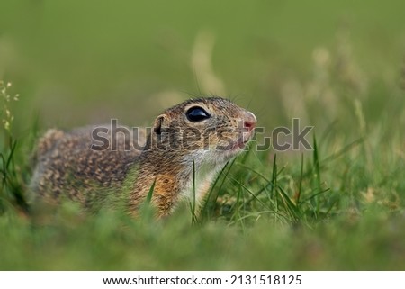 Ground squirrel Spermophilus citellus. A diurnal animal that digs a hole and sleeps in it. An animal while collecting food. Royalty-Free Stock Photo #2131518125