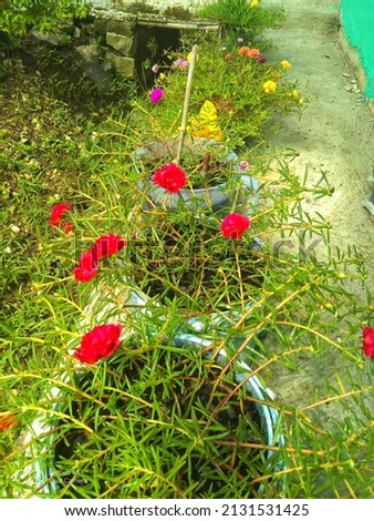 The red purslane flower is very striking