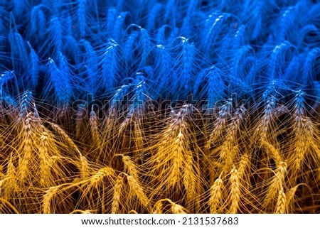 Toned photo of a wheat field in the national colors of the flag of Ukraine - blue and yellow
