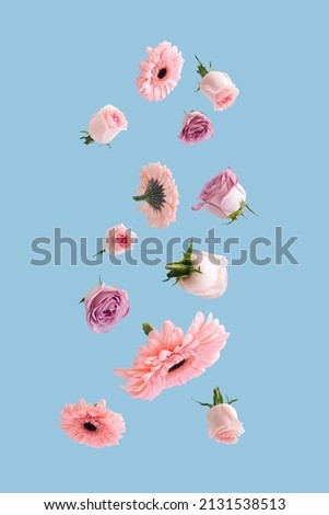 Beautiful romantic flying or levitate pastel flowers. Falling on bright blue background. Creative spring bloom or floral concept. Minimal natural Mother's, Valentines, Women's day or wedding day. Royalty-Free Stock Photo #2131538513