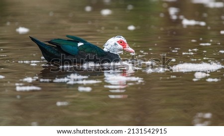 Muscovy Duck, Heavy-bodied Duck, Cairina moschata on the water
