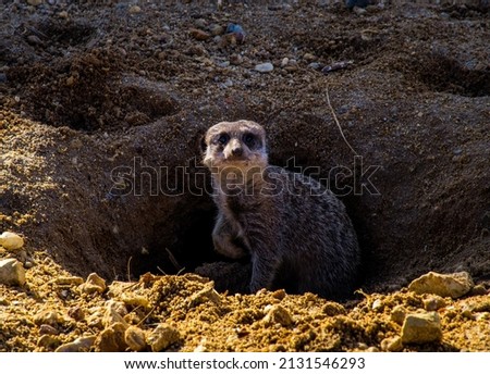A closeup of a Meerkat sitting in the ground