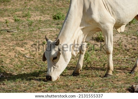 Livestock. Nellore cattle in the backlands of Paraiba, northeast region of Brazil. Royalty-Free Stock Photo #2131555337